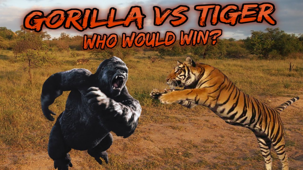 老虎vs银背黑猩猩，当猫科二哥遇到人科老大，谁会笑到最后呢？