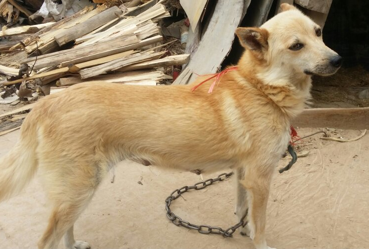 原來中華田園犬也有那麼多品種