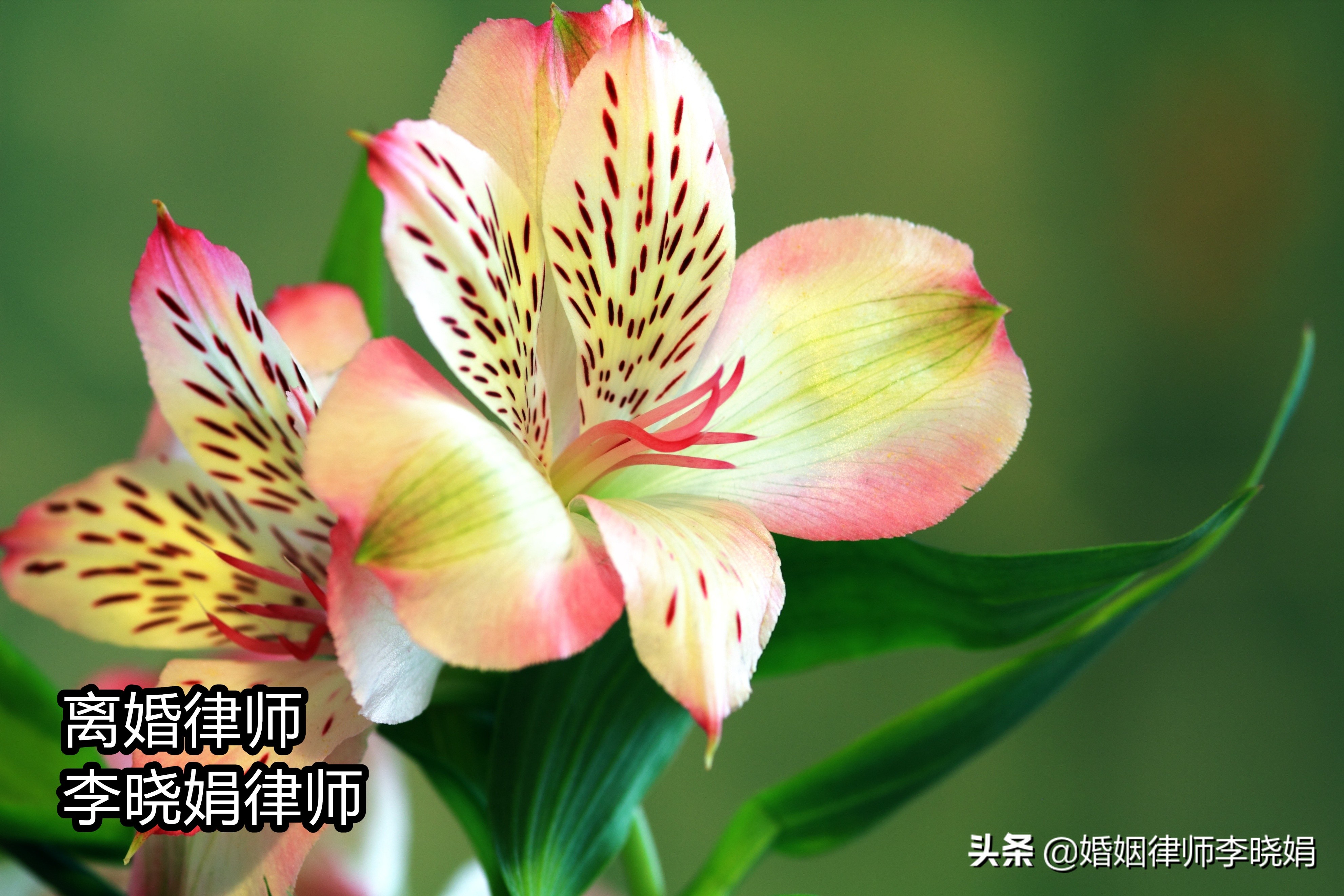 婚姻在线咨询律师：签了离婚调解书还可以反悔吗？