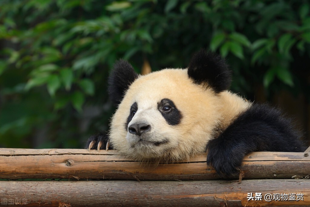 大熊猫是猫吗为什么被视为中国的国宝，关于大熊猫的问题解答