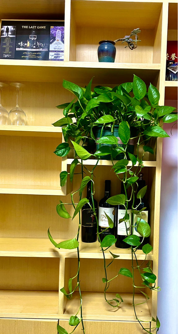 净化空气的室内盆栽植物有哪些（有效净化空气的4种植物）