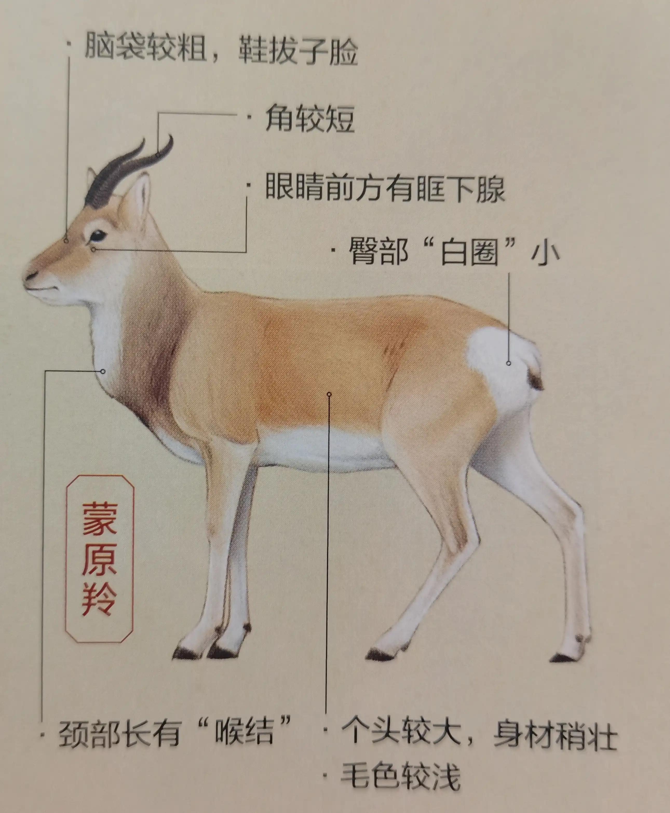 走青海，带你认识中国最珍稀的识中羚羊