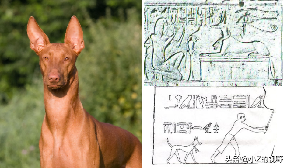 这7种猎犬，都来自非洲大陆，有你们认识的吗？