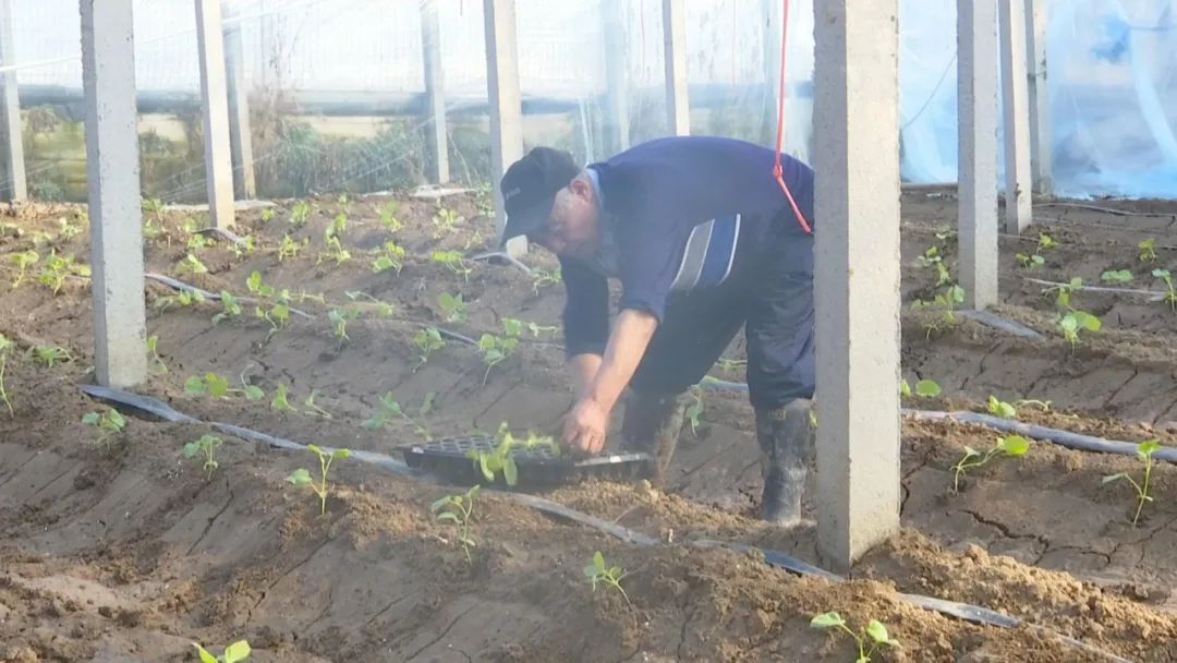 好品山东｜西瓜随便吃，种子得留下！这是啥操作？