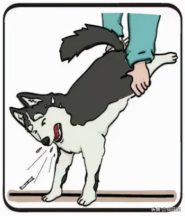 猫咪吃东西噎住，严重可致命！1分钟学会急救方法