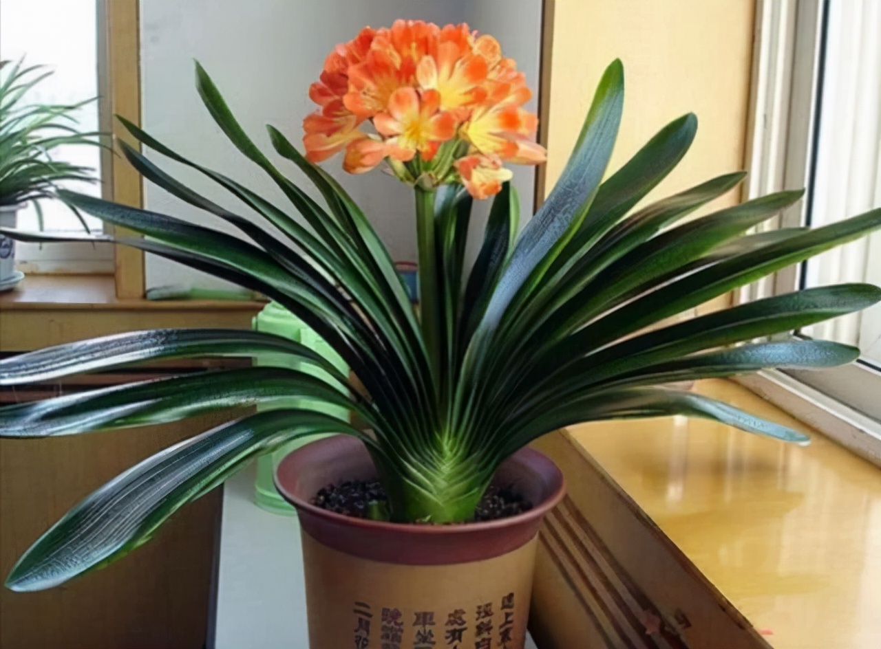 福寿花的含义 _飞翔号