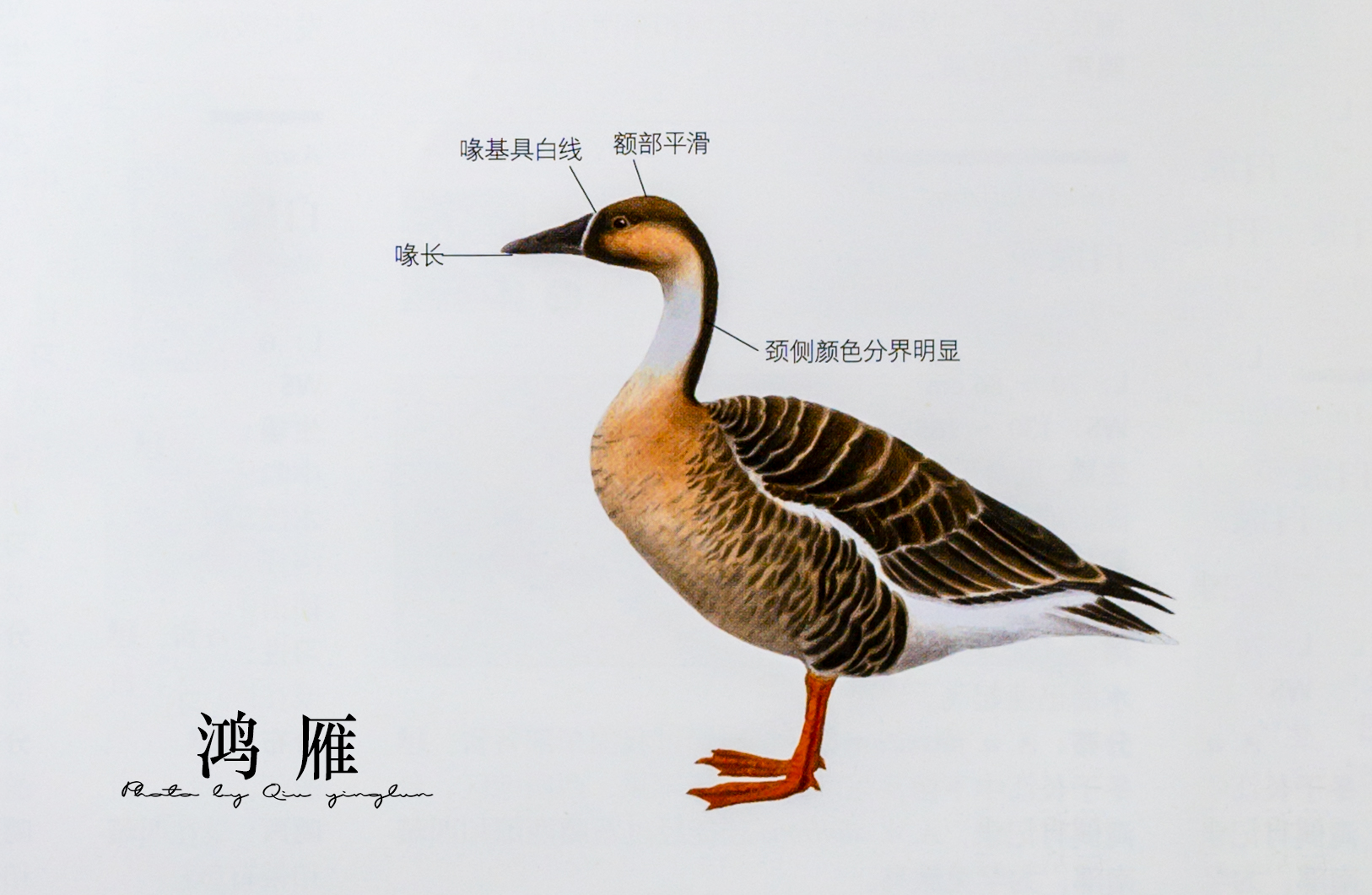 东江揽胜：鸟类观察手册（1）——雁形目