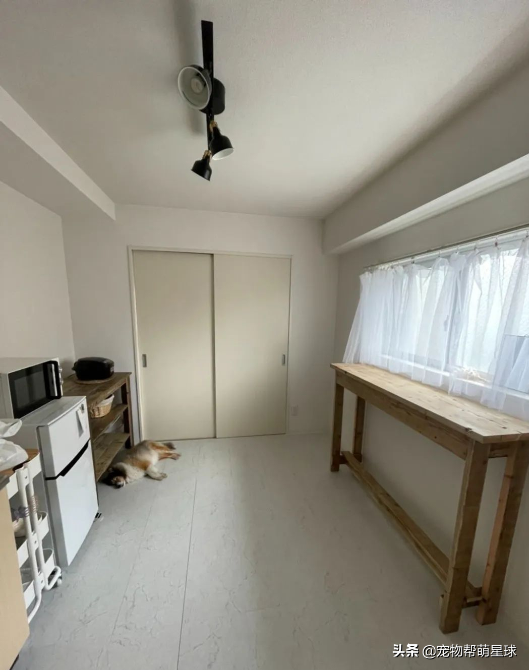 狗狗穿上新雨衣，竟陶醉在镜子前自我欣赏，不想出门散步了都