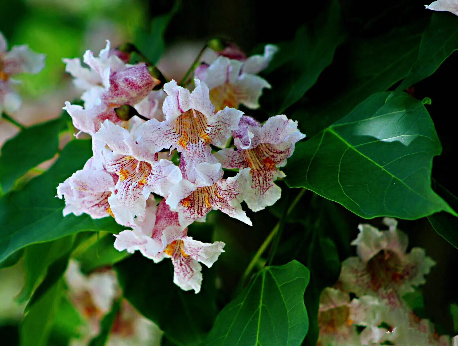 河南秋树图片及价格楸树