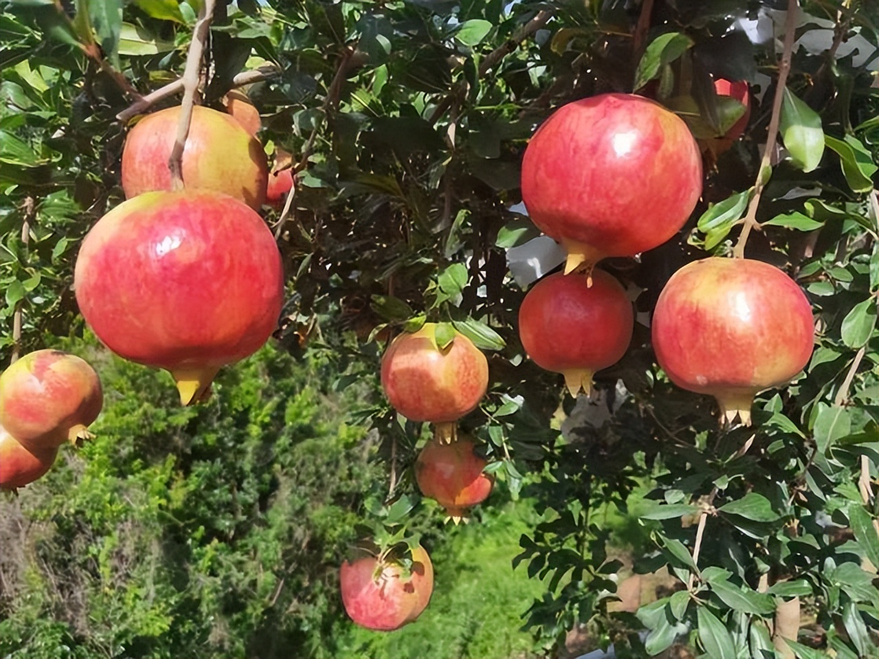 石榴很新鲜（种植简单好成活不用吐籽的石榴）