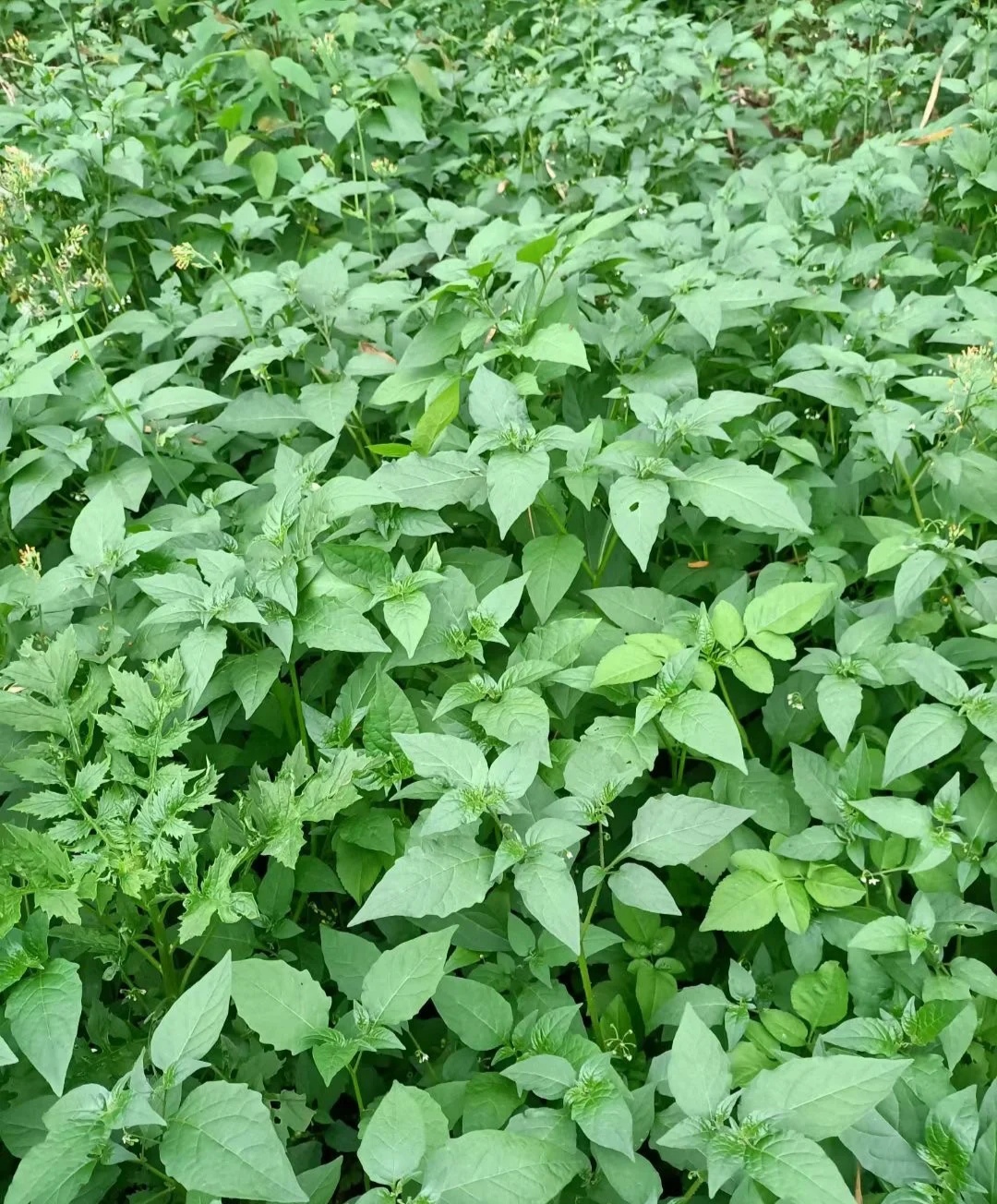 9种常见野菜的好处与吃法,作用一个比一个大,味道一个比一个鲜