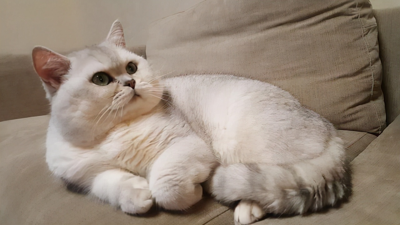 银渐层猫价格饲养攻略