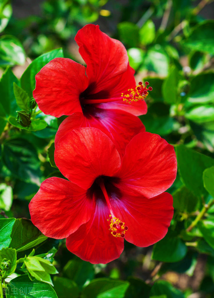 一花一悦一世界，繁花争艳，花迎小年；欢乐开怀，幸福常伴