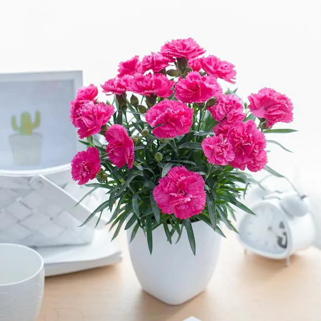 一支康乃馨多少钱漂亮的康乃馨火了