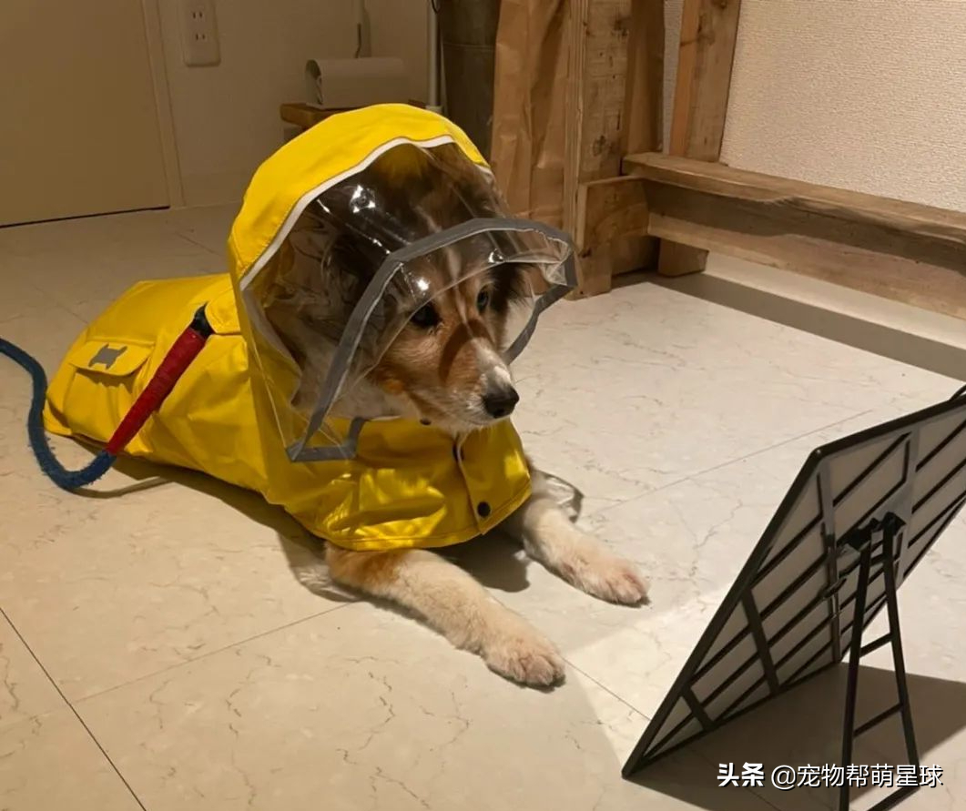 狗狗穿上新雨衣，竟陶醉在镜子前自我欣赏，不想出门散步了都
