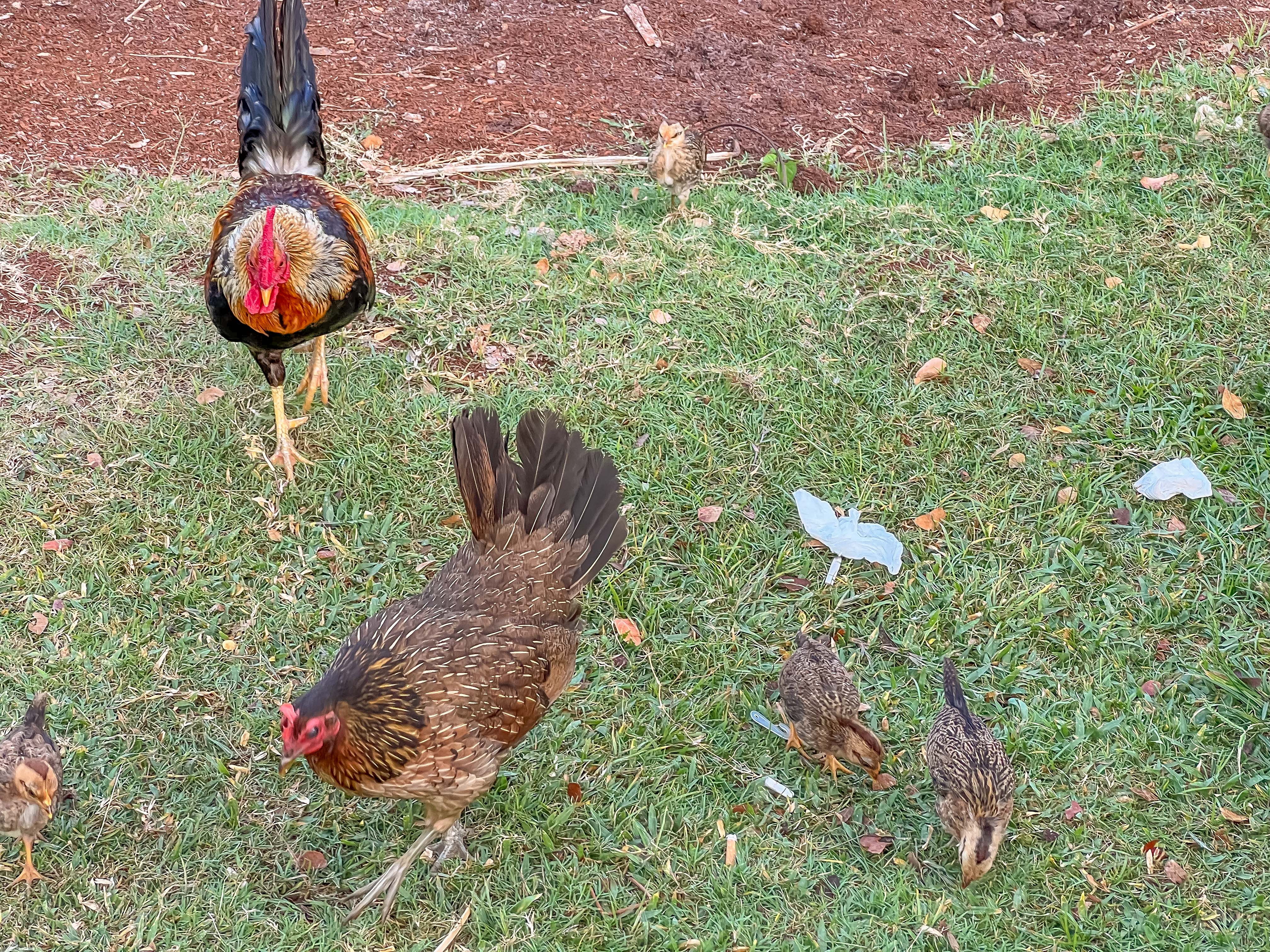 美国夏威夷，遍地野鸡成为可爱岛的标志之一，实在太震撼了