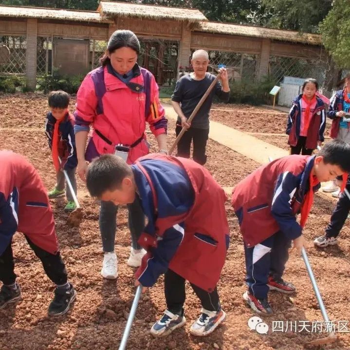 天府新区三星小学特色劳动课堂