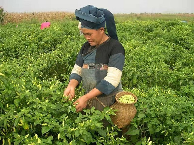 1992年“平远缉毒”有多震撼？3000名公安干警全副武装，大军压境