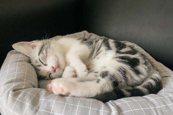 一旦猫咪睡觉有这几个动作，别怀疑，它就是认你为主了