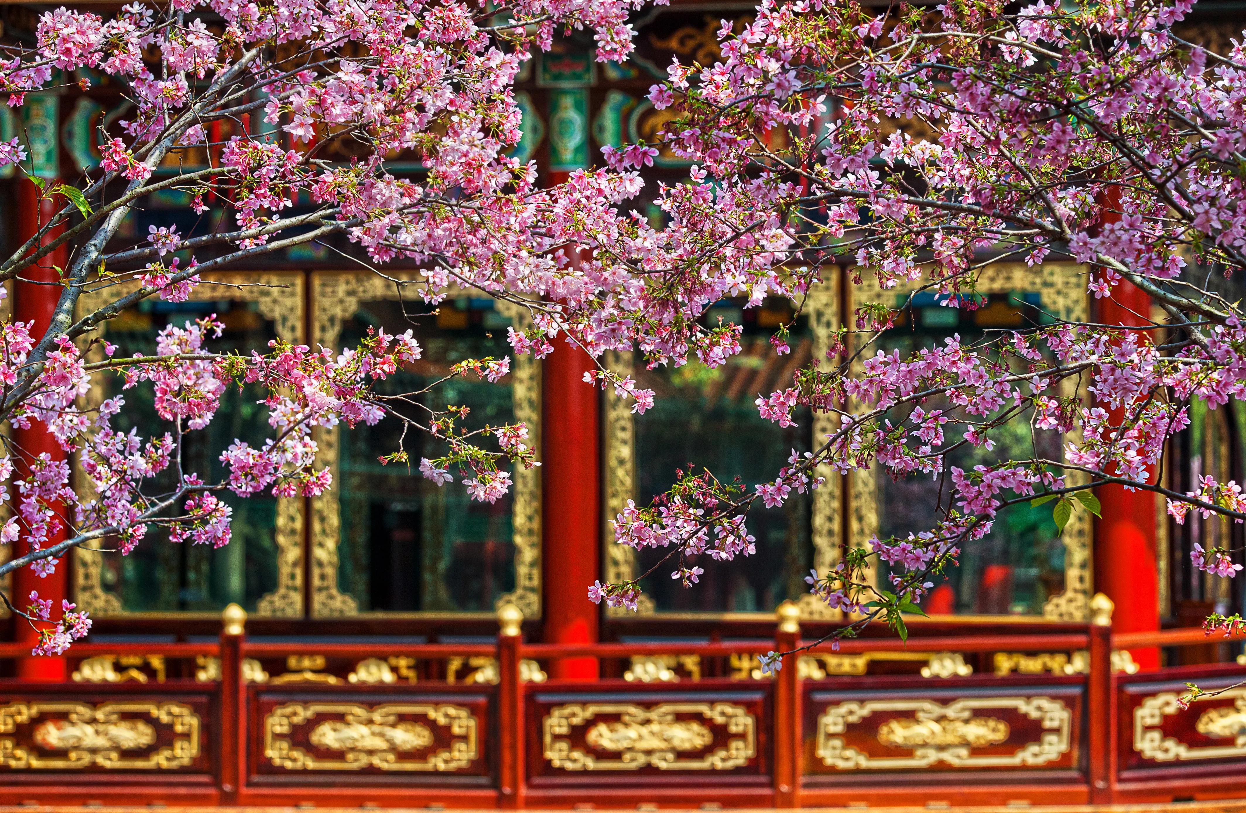 广州—“花都”！踏青最美的七个地方，你都去对了吗？