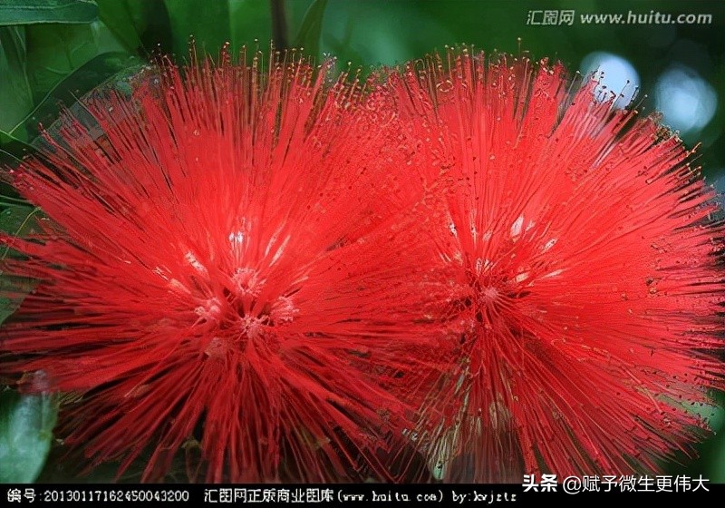 喜庆——根植沃土，喜迎华诞