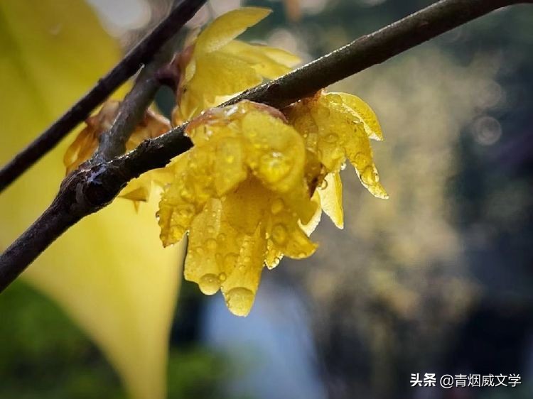 蝶恋花 盼春（外六首）