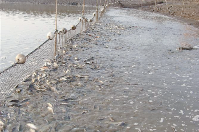 农村死水池塘养鱼技术（六个办法在死水池提升经济效益）