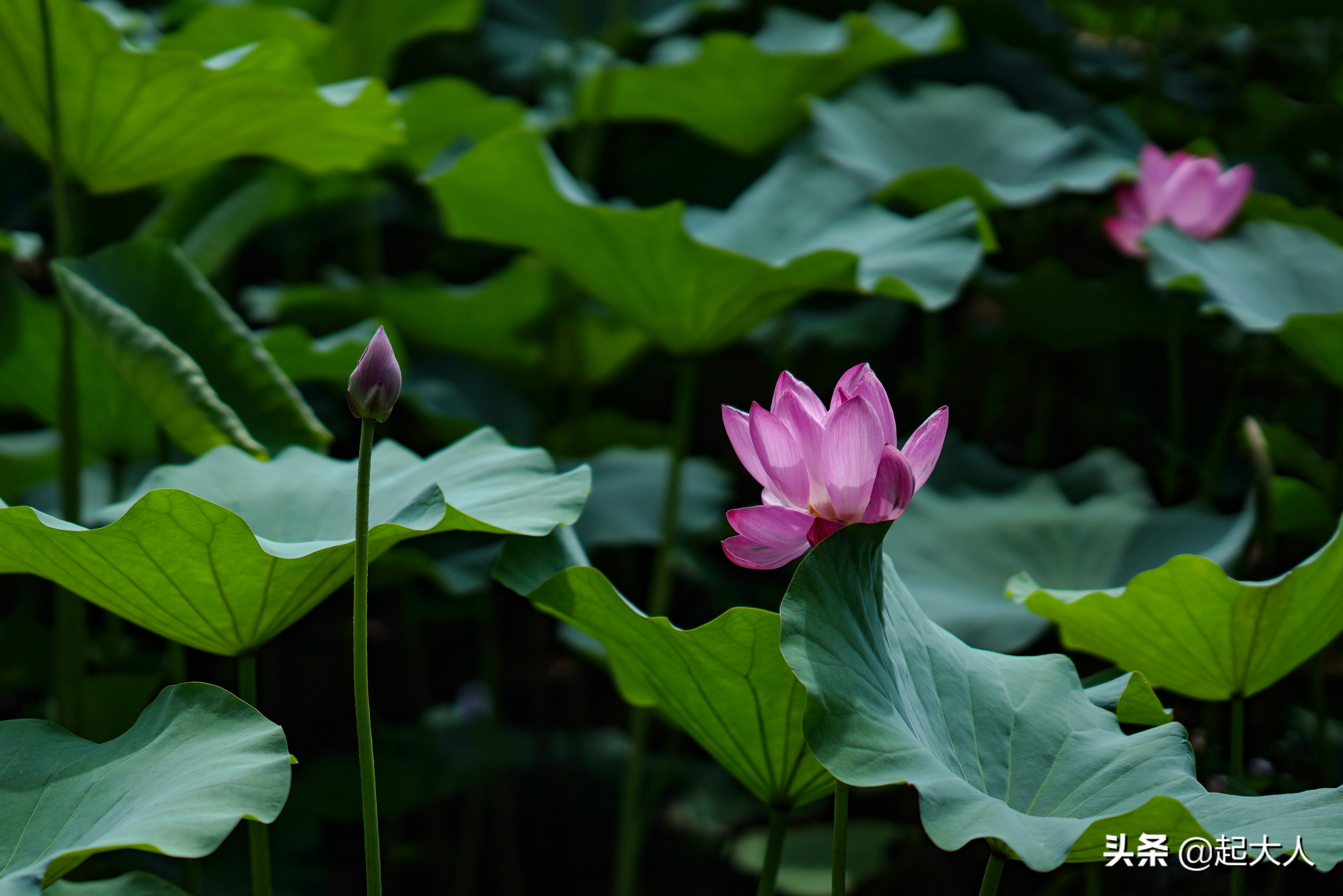 仲夏时节 北海公园荷花盛开,迎来游客观赏