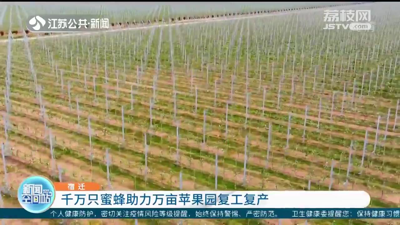 特別的幫手！千萬只蜜蜂助力宿遷萬畝蘋果園復工復產