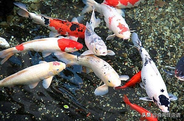 十大养不死的观赏鱼冷水鱼 中国斗鱼上榜，第三已有1700多年历史
