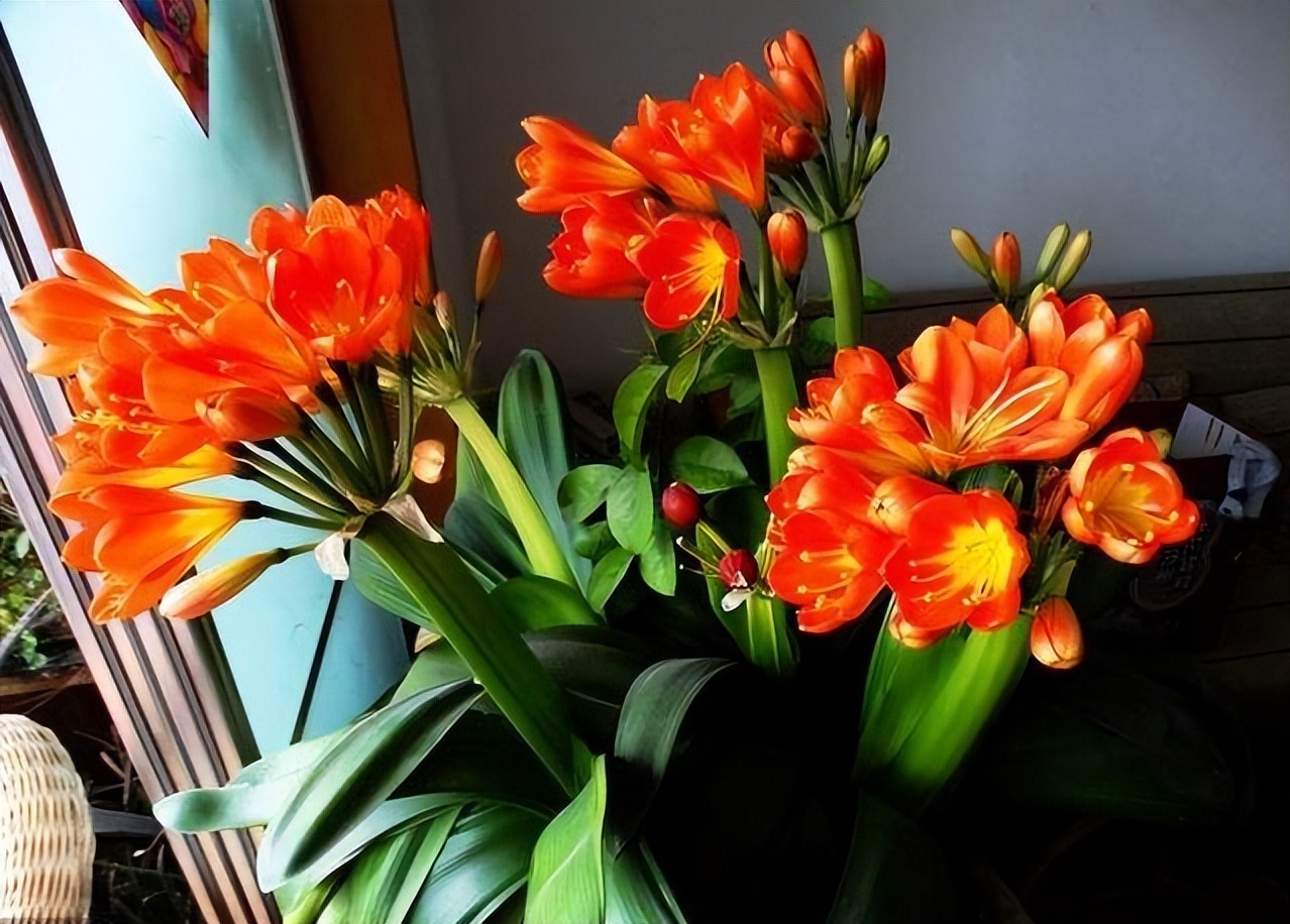 7种“洋气花”，好养又高雅，客厅一放，干净大气，旺家好运来