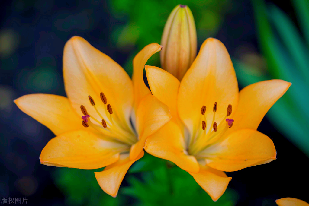 一花一深爱,万花丛中春光美,千姿百态岁月好,绿码奔腾伴平安