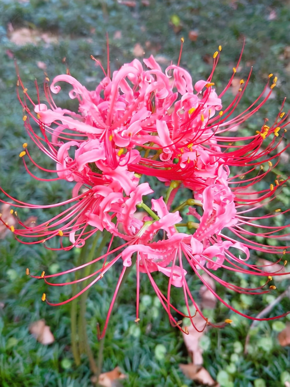 美丽的彼岸花,它的花很美丽,寓意和故事也很凄美,你们知道吗?