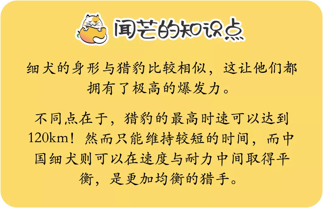 没错，哮天犬正是一条纯白色的中国细犬