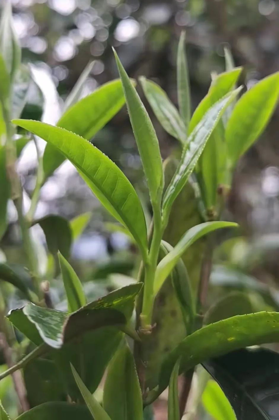 春有約，茶不誤