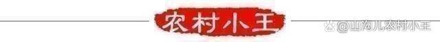 芒种小麦收割季，农村田间地头的联合收割机生意火了