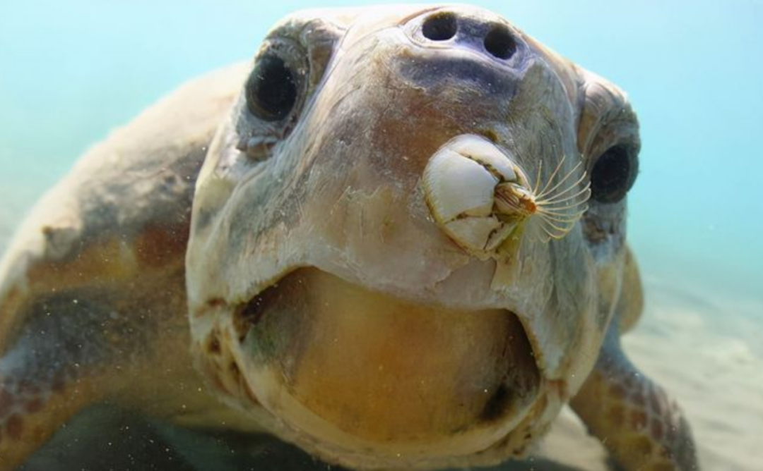 神奇的“海洋害虫”：藤壶到底有何特别之处？鲸鱼海龟都深受其害