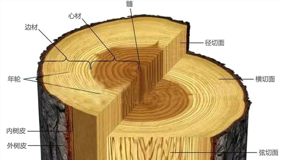 一棵树值2.5亿？金丝楠木贵如黄金，为何树苗才12元却没人种？