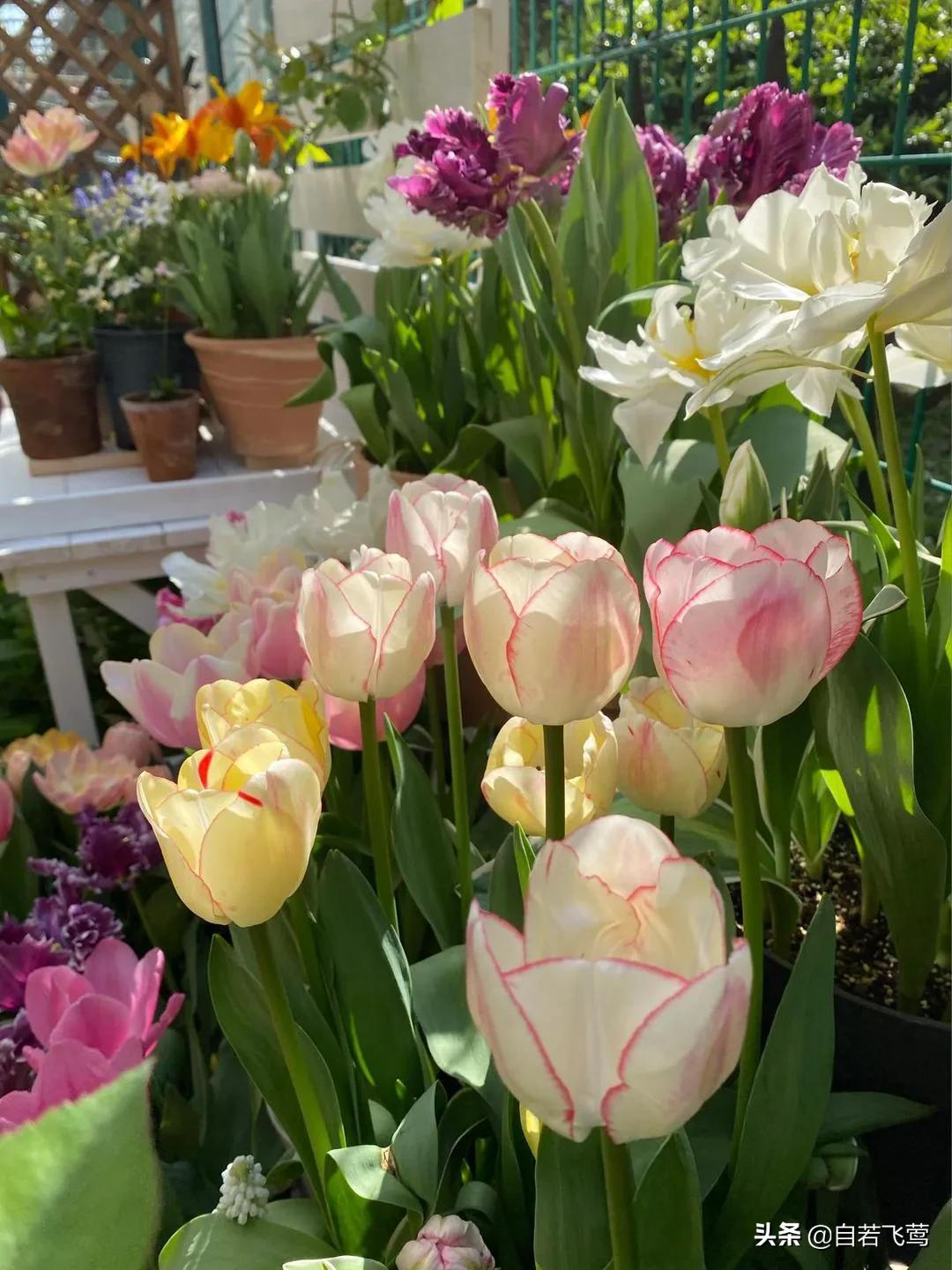 《朗读者》中董卿经典语录，每句都富含哲理