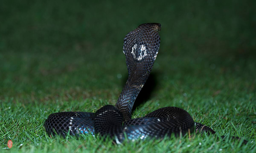 农村常见的八大伤人毒蛇,分别是谁?它们毒液的毒性,又如何呢?