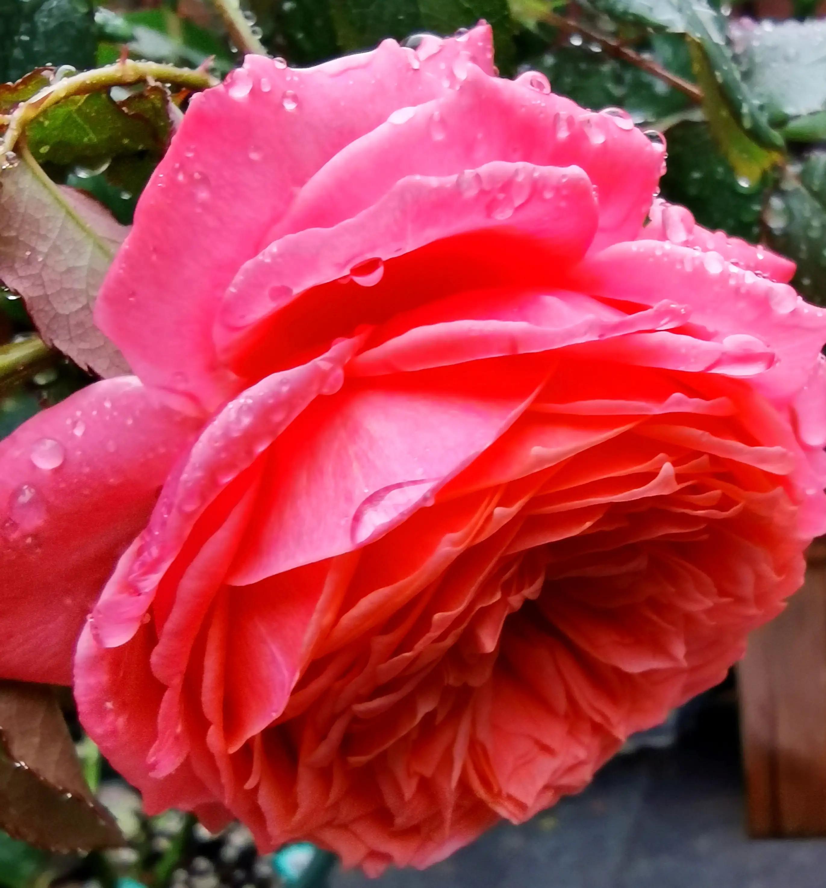 月季花有哪些名贵品种