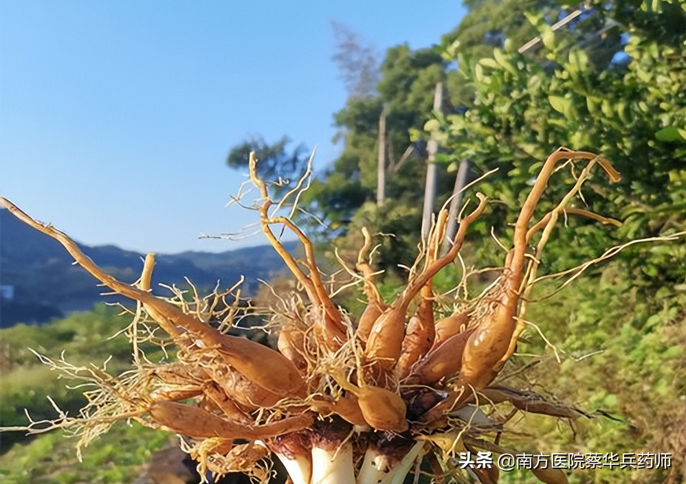 萱草花的寓意象征（我国本土母亲花的花语及功效）