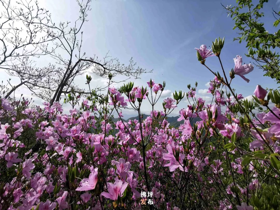 最是一年春好處，漢中這里的映山紅美出天際！