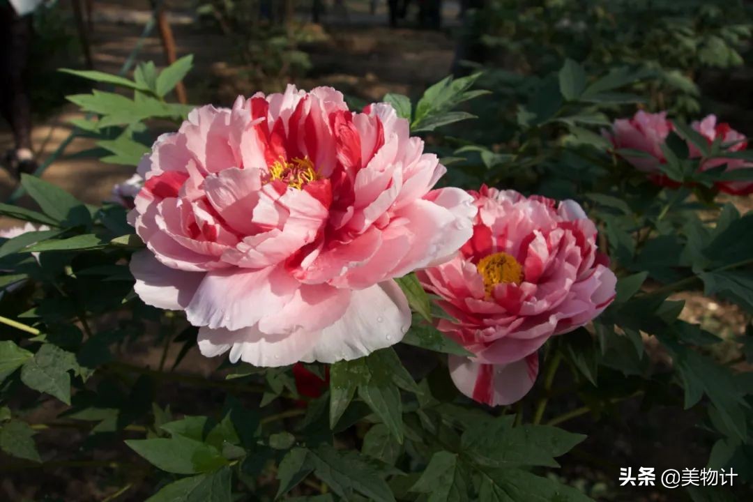 人间富贵花，自贵才芬芳