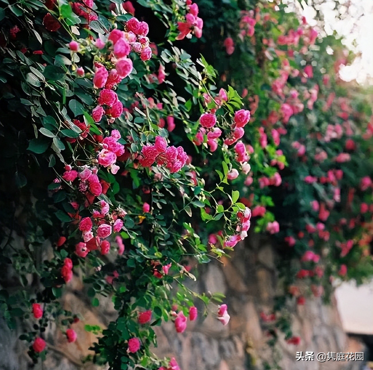 一个小院，花开四季，云淡风轻