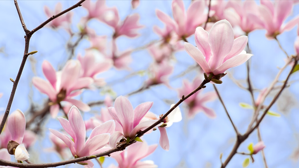 福州“云赏花”，带你打卡名胜古迹七大花，体验醉美三月的花海