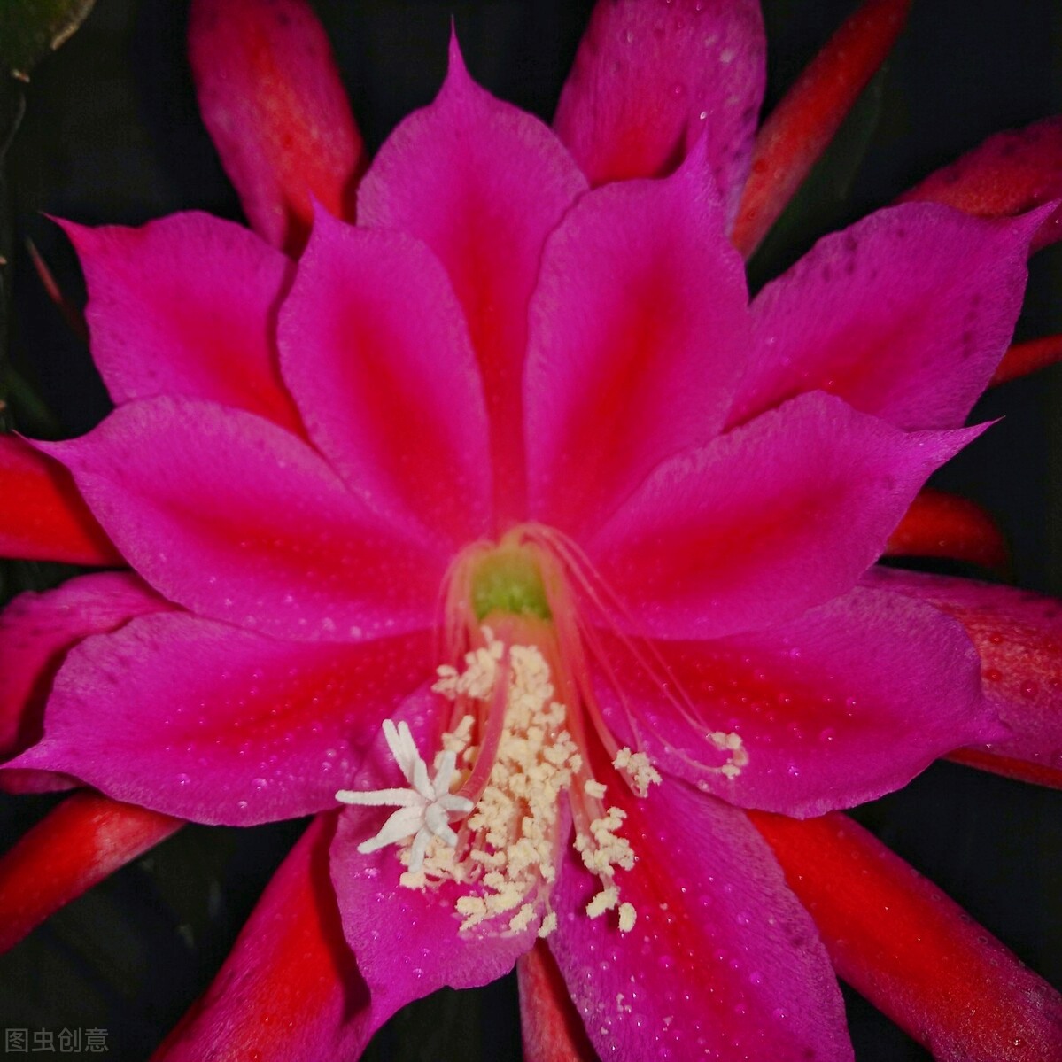 一花一世界，一念新年至，一念花迎春，愿时光安好，岁月含香
