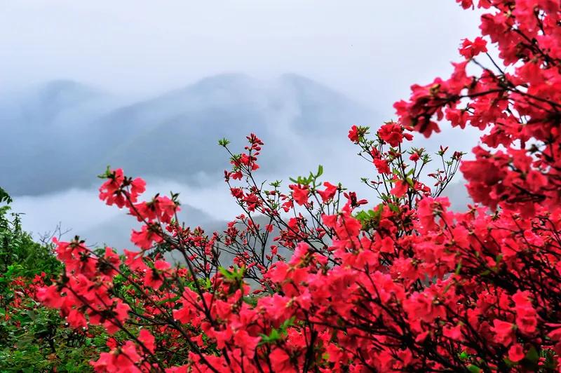 春雨贵如油，雨润大地杜鹃开