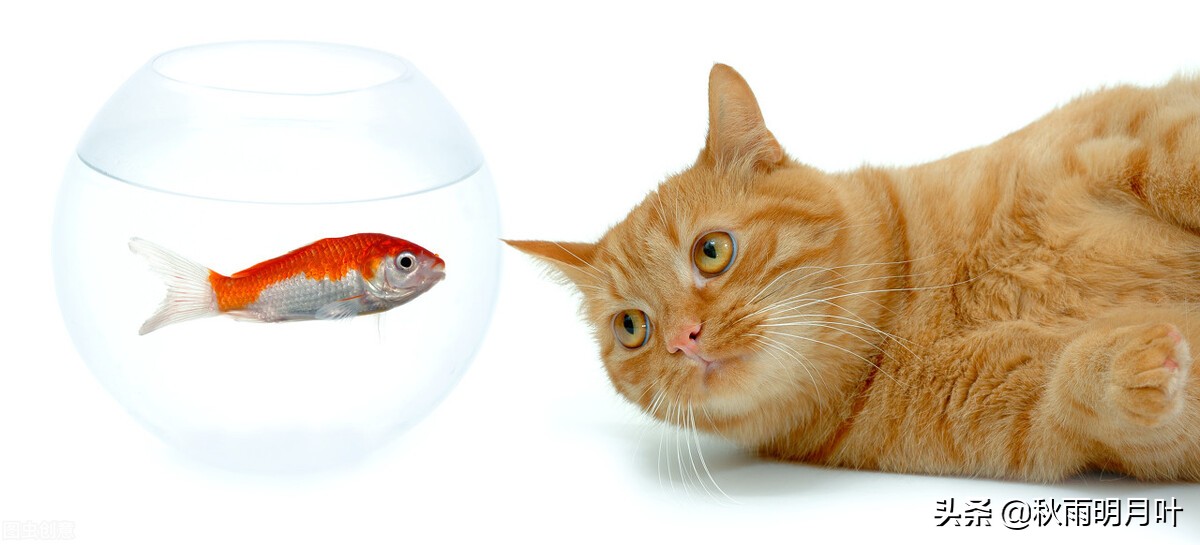 猫儿和鱼儿的情人时代