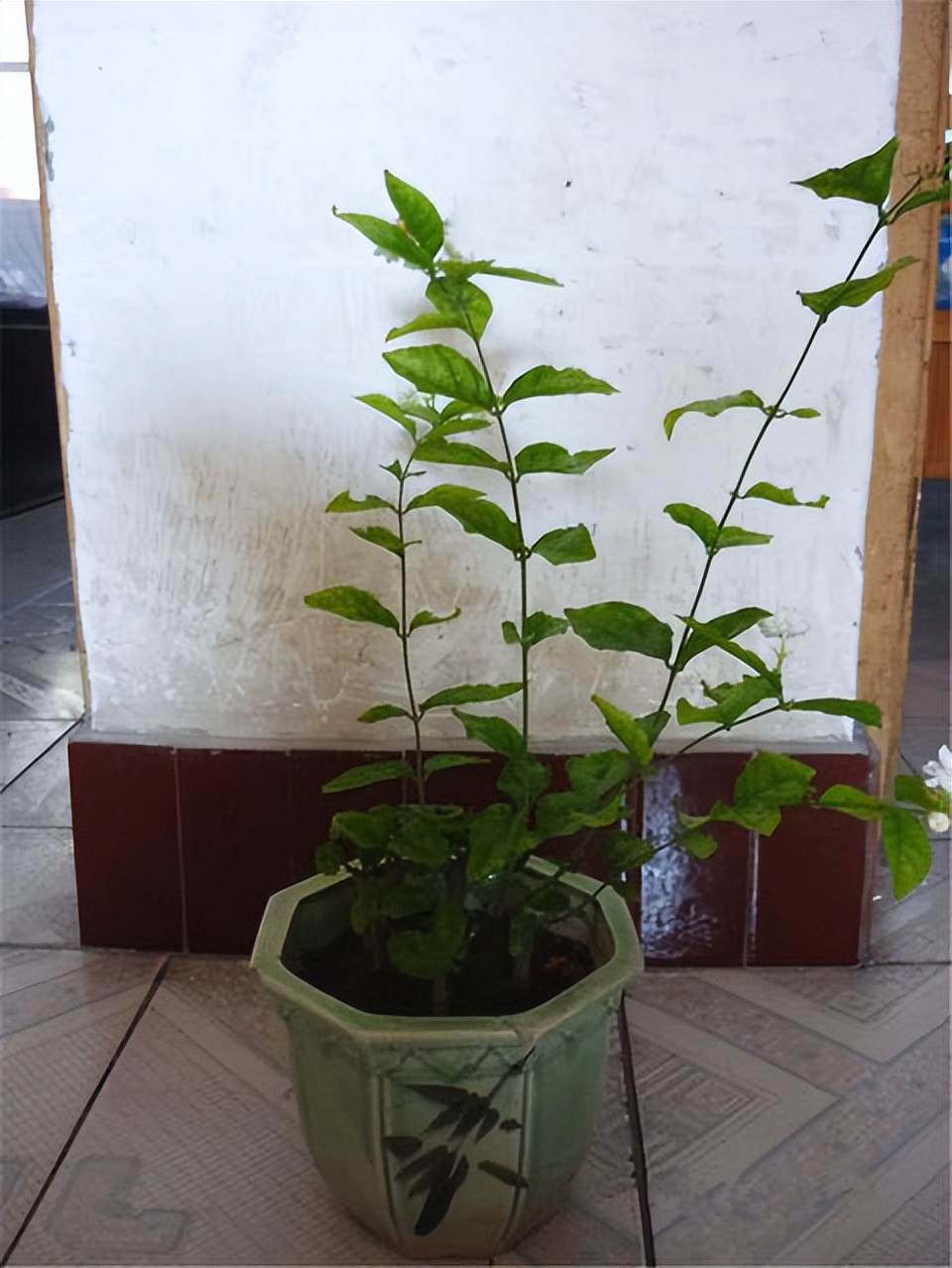 好看的花草有哪些（推荐7种越晒越泼辣的漂亮花）